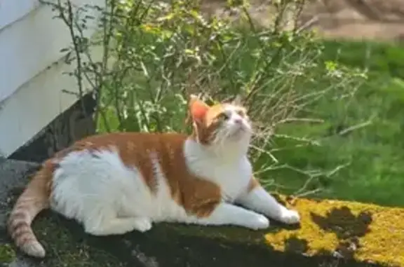 Missing: Two Orange & White Cats in Newton