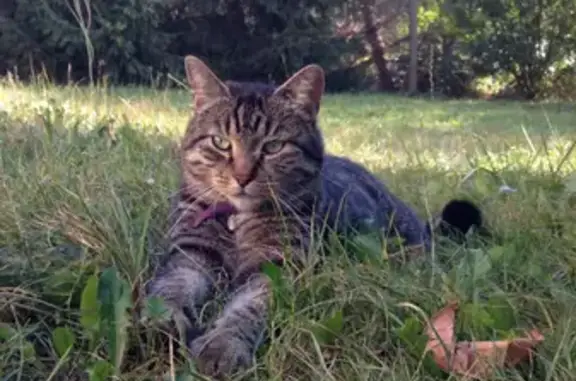 Animaux perdus , photo: Chat mâle tigré perdu à Trévenans