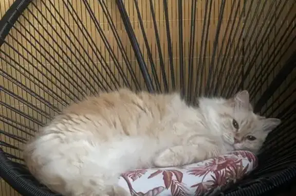 Animaux perdus Beaune, photo: Chat Angora turc femelle perdu à Beaune