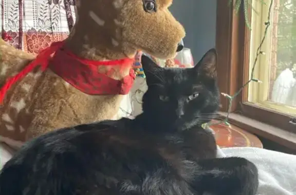 Lost Black Cat with Unique Features in Skokie