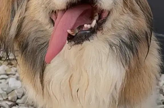 Chien trouvé Amilly, photo: Chien épagneul tibétain trouvé à Amilly