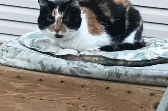 Lost Calico Cat: Cali, 13, 108th Pl, Chicago