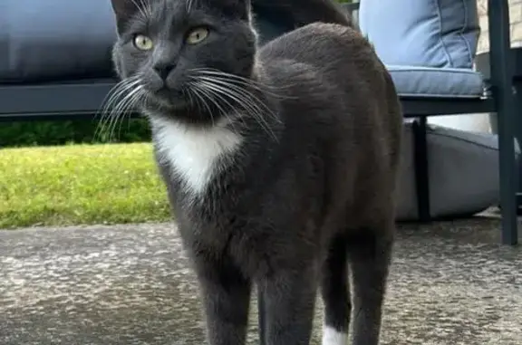 Animaux perdus Brebières, photo: Chat Gris Chartreux Disparu à Brebières