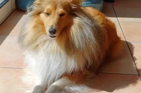 Chien perdu Beaurepaire, photo : Chien perdu : Sheltie fauve peureuse à Beaurepaire
