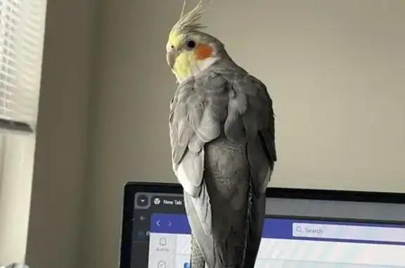 Lost Cockatiel: Grey-Yellow, Answers to 'Peekaboo'