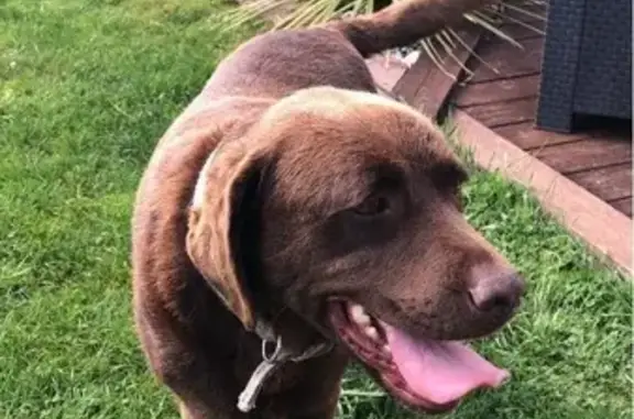 Chien labrador marron trouvé à Saint-André - photo