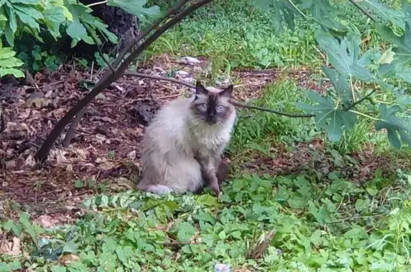 Animaux perdus , photo: Chat perdu au camping Bas Meygnaud