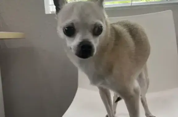 Found: Sweet Tri-Colored Chihuahua in Miami