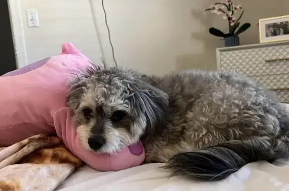 Lost Male Shihpoo: Coco, Gray, Microchipped