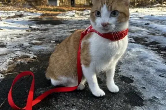 Missing Orange & White Tabby Cat in Auburn