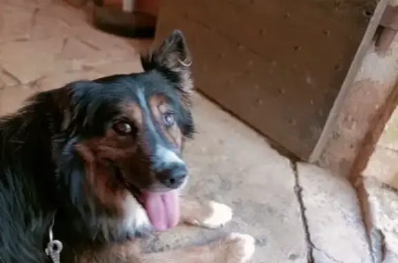 Chien perdu: Berger australien Youki - photo