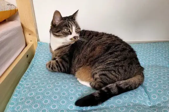 Chatte tigrée grise perdue à Vouillé - photo
