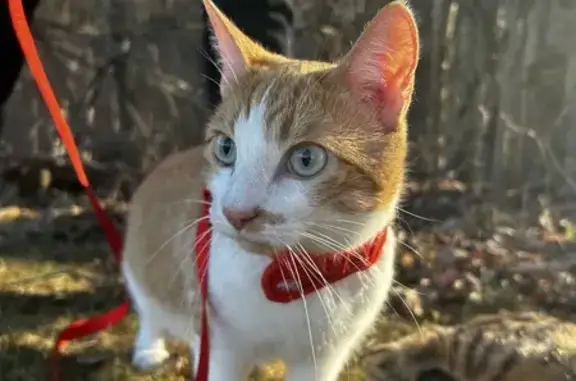 Lost Orange & White Tabby on West St, Auburn