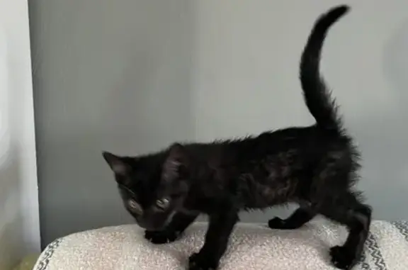 Chat noir européen 3-4 mois trouvé à Dinan - photo