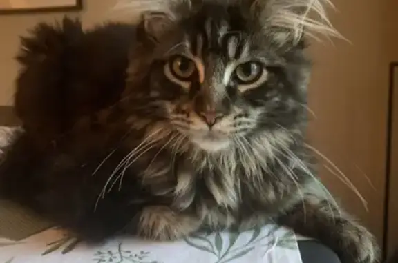Animaux perdus Luçon, photo: Chatte Maine Coon marron/noire disparue à Luçon