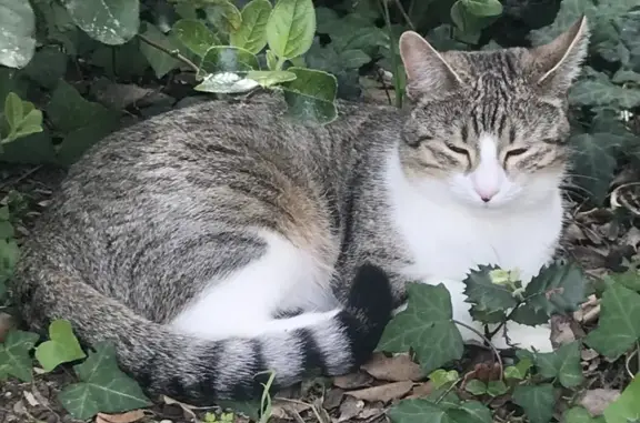 Chatte tigrée grise et blanche perdue à Loiré - photo