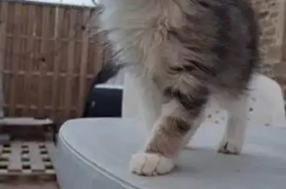 Chat tricolore femelle trouvé à Augea - photo