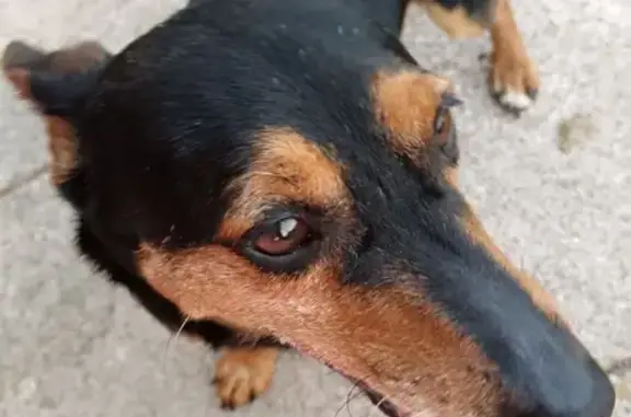 Chien retrouvé Rue Jules Siegfried, Pavilly - photo