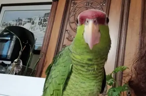 Lost Lilac-Crowned Amazon Parrot in San Marcos
