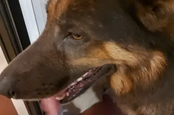 Animaux trouvés , photo: Grande chienne marron trouvée à Corneilla