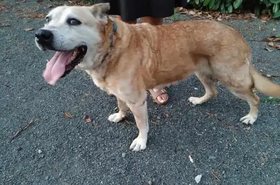 Chienne trouvée entre Ouest Park et Louailles - photo