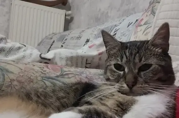 Chat perdu, Vouneuil-sous-Biard, photo: Chat mâle tigré disparu à Vouneuil-sous-Biard