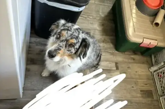 Lost Australian Shepherd - West 9th St, San Bernardino