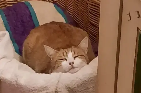 Chatte blanche-rousse perdue à Domagné - photo