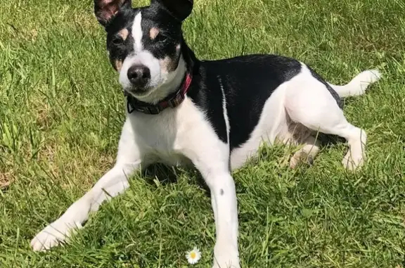 Missing: Energetic Black & White Jack Russell