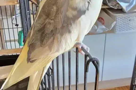 Lost Cockatiel in St Andrews - Help Needed!