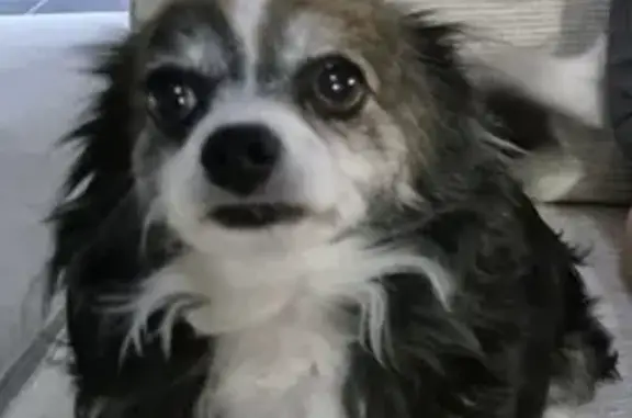 Lost Long-Haired Chihuahua on Peter Mills Dr