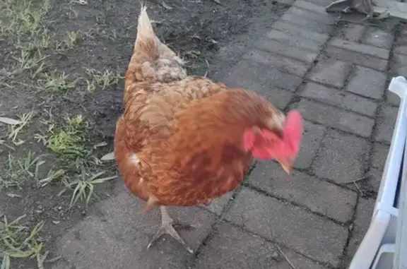 Lost Friendly Chicken on Pimpala Road, 248