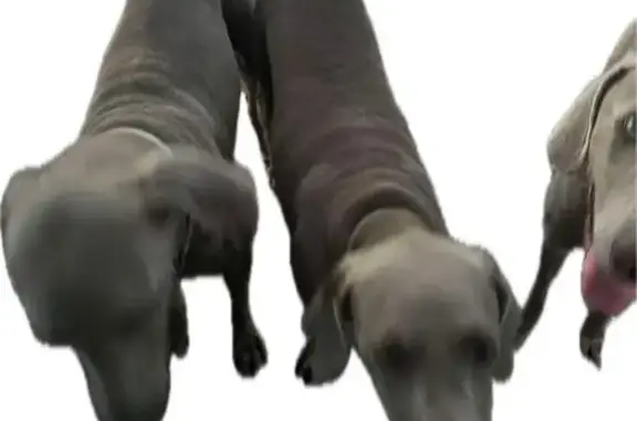 Lost Weimaraners: 3 Dogs Missing in Mercedes, TX