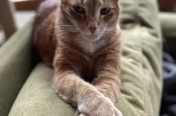 Lost Male Orange Shorthair Cat - Quarry Ln, Freeport