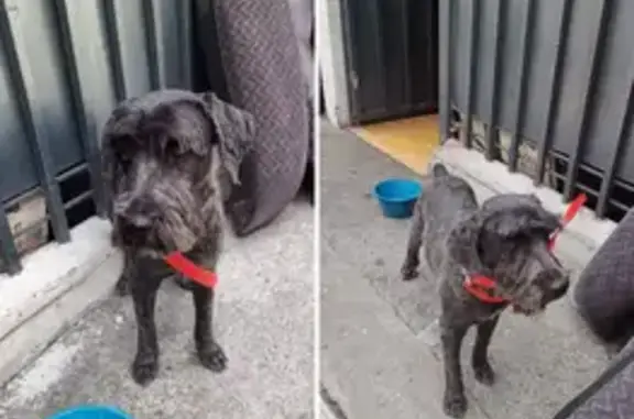 ¡Schnauzer Negro Rescatado en CDMX!