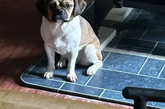 Missing Puggle: Female, 18 lbs, White Lane