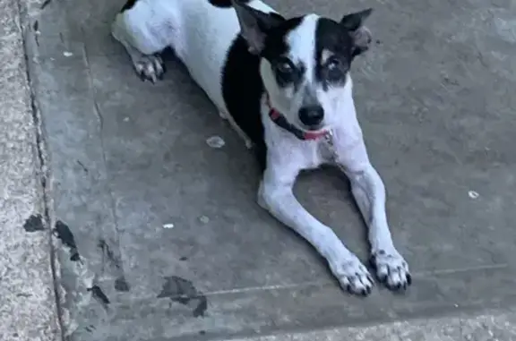 Perro Perdido en Cancún: Chihuahua Blanco y Negro