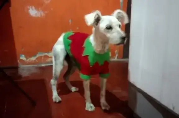 Perro French Paddle Hallado en CDMX: Suéter Verde