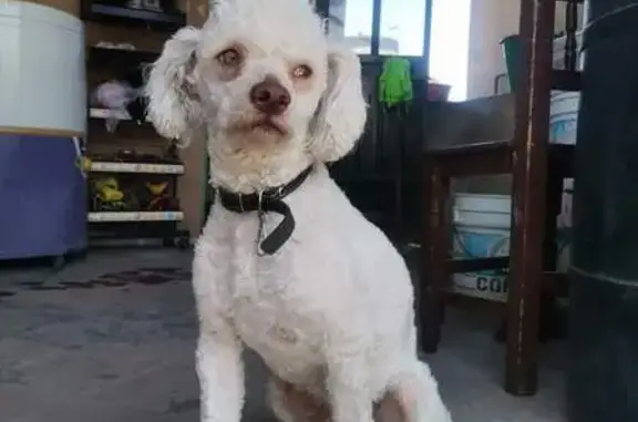 ¡Se Busca! French Poodle Perdido en Cholula