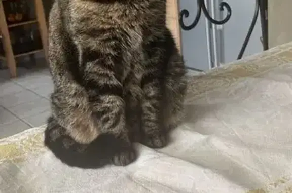 Chat perdu, Odos, photo: Chatte Maya disparue à Odos le 20 juillet