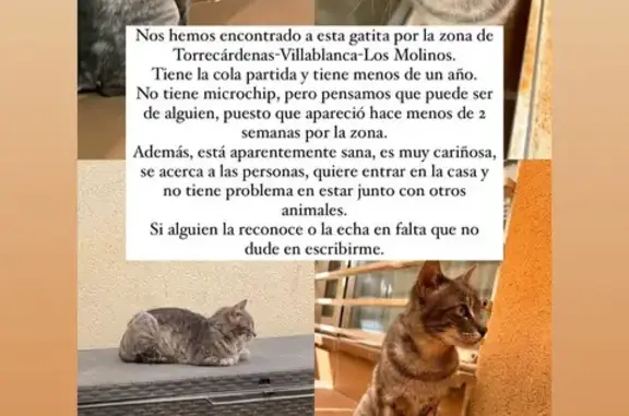 Gatita Gris Cariñosa Busca Hogar en Almería