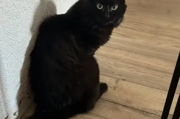 Chatte noire disparue à Delle, ventre rasé - photo