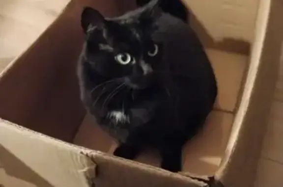 Animaux perdus Ludres, photo: Chatte noire perdue, Ludres, Rue Mistral