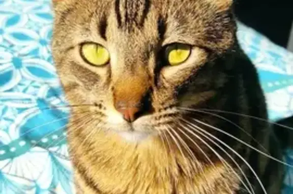 Chatte tigrée Yume disparue à Saint-Pantaléon - photo