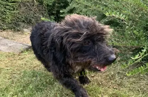 Chien trouvé à Saint-Méloir-des-Ondes - photo