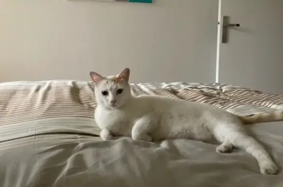 Chat trouvé Saint-Maur-des-Fossés, photo: Chatte trouvée ce matin durant l'orage