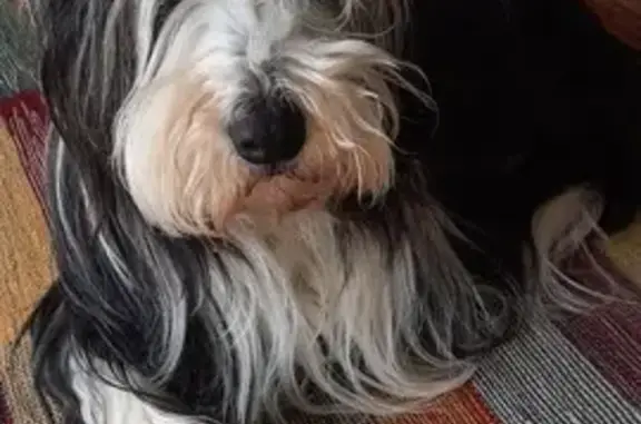 Chien perdu Maurepas, photo : Chienne Bearded Collie RUMBA disparue