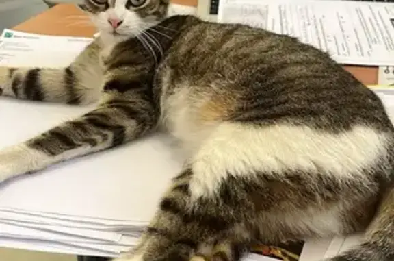 Chatte affectueuse trouvée à Agen - photo
