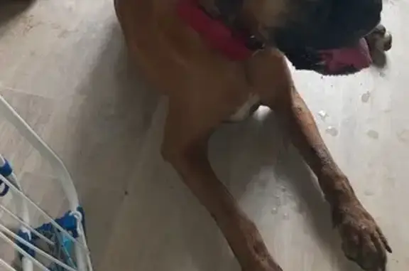 Animaux trouvés Saint-Benoît, photo: Boxer femelle marron trouvée à Saint-Benoît