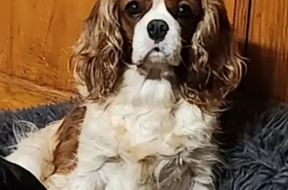 Lost Blenheim Cavalier in Dorset Area